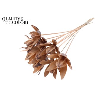 QC Wild Lilly on stem Frosted Salmon