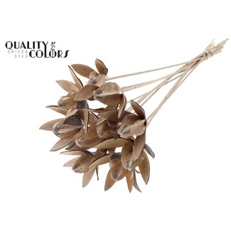 QC Wild Lilly on stem Frosted White