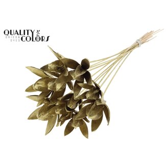 QC Wild Lilly on stem Gold