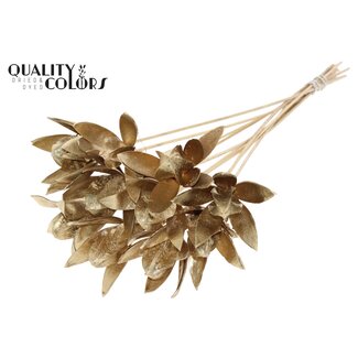 QC Wild Lilly on stem Antique Gold