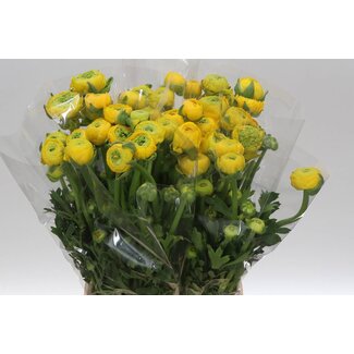 Freshy Ranunculus Elegance Geel Bio