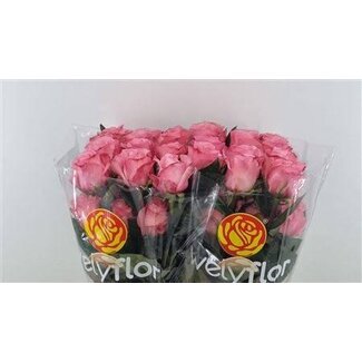 Freshy Grootbloemige Roos “Country Candy” | Kleur: Roze | Lengte ± 40 centimeter | Gewicht ± 25 gram per tak | Herkomst Ecuador | Per 25 stelen