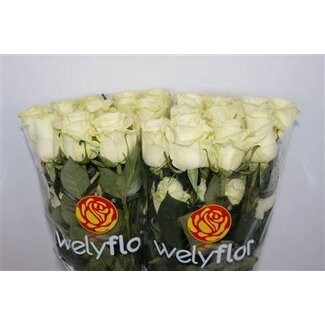 Freshy Grootbloemige Roos “Mondial” | Kleur: Wit | Lengte ± 60 centimeter | Gewicht ± 25 gram per tak | Herkomst Ecuador | Per 25 stelen