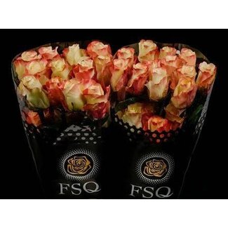 Freshy Grootbloemige Roos “Aubade” | Kleur: Rood | Lengte ± 50 centimeter | Herkomst Ecuador | Per 20 stelen