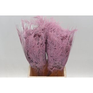 Freshy Asparagus Kort | Kleur: Lichtroze | Lengte ± 45 centimeter | Per 50 stelen