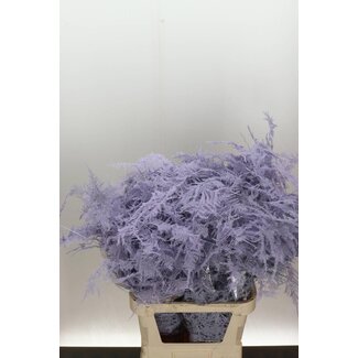 Freshy Asparagus Lang | Kleur: Milkapaars | Lengte ± 85 centimeter | Per 50 stelen