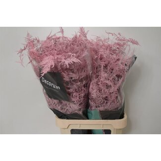 Freshy Asparagus Lang | Kleur: Lichtroze | Lengte ± 85 centimeter | Per 50 stelen