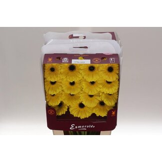 Freshy Gerbera Gr Aqua “Don Leo” | Kleur: Geel | Lengte ± 45 centimeter | Per 15 stelen