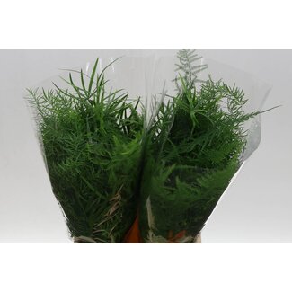 Freshy Asparagus Gemengd | Kleur: Groen | Lengte ± 45 centimeter | Per 50 stelen