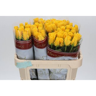 Freshy Grootbloemige Roos “Momentum” | Kleur: Geel | Lengte ± 70 centimeter | Per 20 stelen