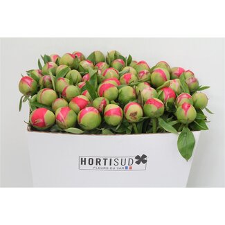 Freshy Paeonia L Salmon Saucer 60cm