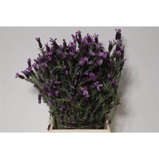 Freshy Lavendel Stoechas 250gr (p. bos)