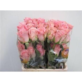 Freshy Grootbloemige Roos “Hermosa” | Kleur: Roze | Lengte ± 50 centimeter | Gewicht ± 25 gram per tak | Herkomst Ecuador | Per 25 stelen