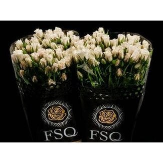 Freshy Trosroos “White Majolika” | Kleur: Wit | Lengte ± 50 centimeter | Per 20 stelen