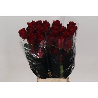 Freshy Grootbloemige Roos “Explorer” | Kleur: Rood | Lengte ± 70 centimeter | Herkomst Ecuador | Per 20 stelen