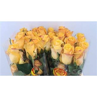 Freshy Grootbloemige Roos “Bumble Bee” | Kleur: Geel | Lengte ± 50 centimeter | Per 25 stelen