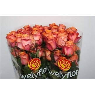 Freshy Grootbloemige Roos “Twilight” | Kleur: Oranje | Lengte ± 40 centimeter | Herkomst Ecuador | Per 25 stelen