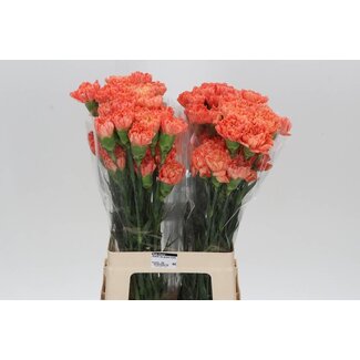 Freshy Anjer Lang Hermes Orange