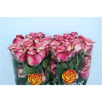 Freshy Grootbloemige Roos “Paloma” | Kleur: Roze | Lengte ± 40 centimeter | Per 25 stelen