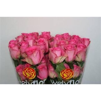 Freshy Grootbloemige Roos “Smooty” | Kleur: Roze | Lengte ± 50 centimeter | Per 25 stelen