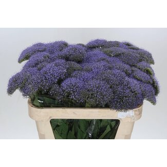 Freshy Grootbloemige Roos “Dolomiti” | Kleur: Wit | Lengte ± 50 centimeter | Per 20 stelen