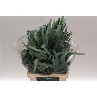 Freshy Phlebodium “Blue Star” | Kleur: Groen | Lengte ± 75 centimeter | Per 50 stelen