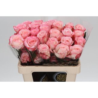 Freshy Grootbloemige Roos XL “Bone” | Kleur: Roze | Lengte ± 50 centimeter | Herkomst Ecuador | Per 20 stelen