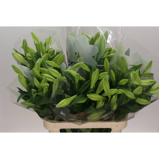 Freshy Lelie Longiflorum Aqua “Watch Up” | 2 bloemen | Kleur: Wit | Lengte ± 90 centimeter | Per 10 stelen