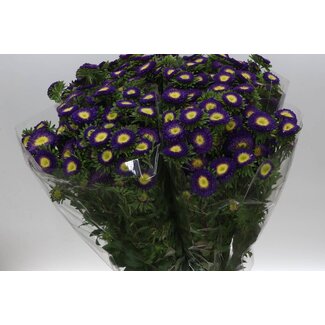 Freshy Callistephus Spray. Blue Dark