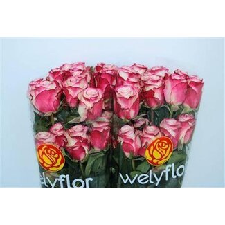 Freshy Grootbloemige Roos “Sweetness” | Kleur: Wit Roze | Lengte ± 50 centimeter | Per 25 stelen