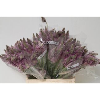 Freshy Deco Chrysanthemum Chrysant “Antonov” | Kleurbehandeld Moonshine | Kleur: Geel Oranje | Lengte ± 65 centimeter | Per 10 stelen