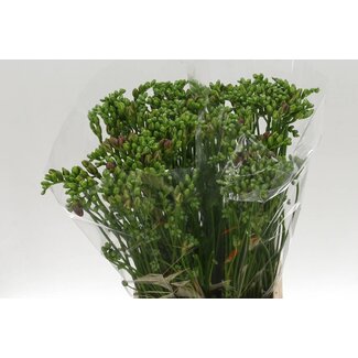 Freshy Freesia dubbel Purple Rain