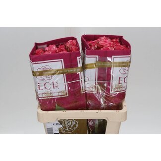 Freshy Grootbloemige Roos “Peach Campanella” | Kleur: Roze | Lengte ± 50 centimeter | Gewicht ± 25 gram per tak | Herkomst Ecuador | Per 25 stelen