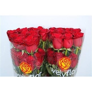 Freshy Grootbloemige Roos “Freedom” | Kleur: Rood | Lengte ± 50 centimeter | Herkomst Ecuador | Per 25 stelen