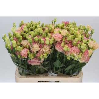 Freshy Eustoma Gevuld Alissa Champagne