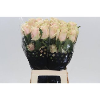 Freshy Grootbloemige Roos “Pink Mondial” | Kleur: Roze | Lengte ± 60 centimeter | Herkomst Ecuador | Per 20 stelen