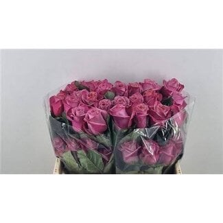 Freshy Grootbloemige Roos “Barista LL” | Kleur: Roze | Lengte ± 50 centimeter | Gewicht ± 25 gram per tak | Per 25 stelen