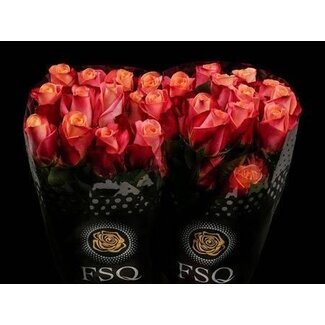 Freshy Grootbloemige Roos “Helene” | Kleur: Roze | Lengte ± 50 centimeter | Herkomst Ecuador | Per 20 stelen