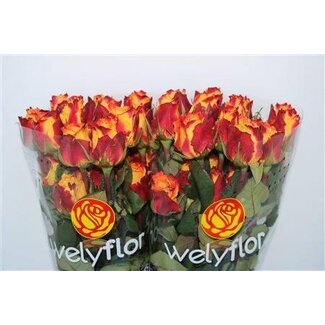 Freshy Grootbloemige Roos “Chili” | Kleur: Oranje | Lengte ± 40 centimeter | Per 25 stelen