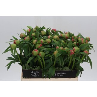 Freshy Enkelbloemige Tulp “Orange Pride” | Kleur: Roze | Lengte ± 48 centimeter | Gewicht ± 64 gram per tak | Per 20 stelen