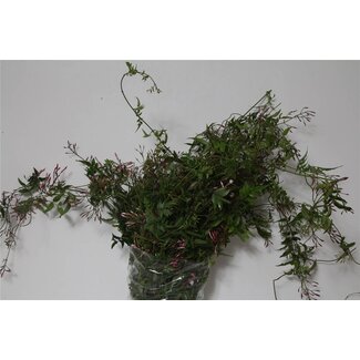 Freshy Jasminum (p. bos)