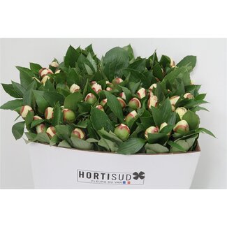 Freshy Ptilotus Exaltatus | Kleur: Paars | Lengte ± 40 centimeter | Per 30 stelen