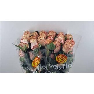 Freshy Grootbloemige Roos “Princess Crown” | Kleur: Roze | Lengte ± 50 centimeter | Per 25 stelen