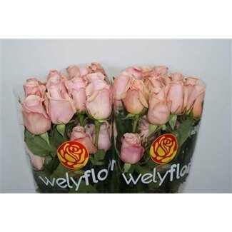 Freshy Grootbloemige Roos “Mother Of Pearl” | Kleur: Roze | Lengte ± 50 centimeter | Per 25 stelen