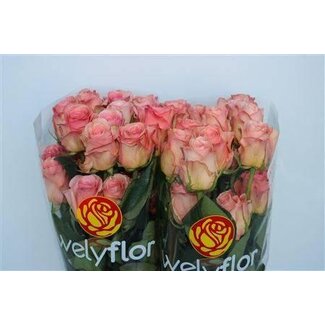 Freshy Grootbloemige Roos “Saga” | Kleur: Roze | Lengte ± 50 centimeter | Per 25 stelen