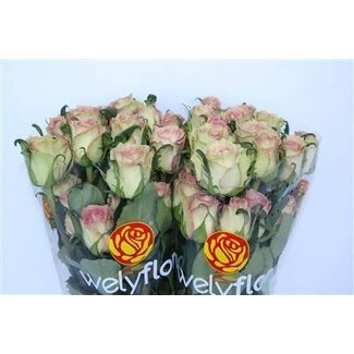 Freshy Grootbloemige Roos “Sweet Elegance” | Kleur: Rood | Lengte ± 60 centimeter | Per 25 stelen