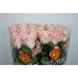 Freshy Grootbloemige Roos “Novia” | Kleur: Wit Roze | Lengte ± 50 centimeter | Herkomst Ecuador | Per 25 stelen
