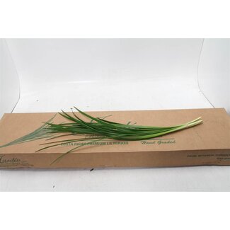 Freshy Rumohra Ledervaren Vacuumverpakt | Kleur: Groen | Lengte ± 50 centimeter | 12 takken per bos | Gewicht 300 gram per bos | Per 6 bossen