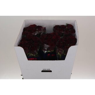 Freshy Grootbloemige Roos “Dark Knight” | Kleur: Rood | Lengte ± 80 centimeter | Per 10 stelen