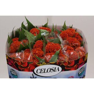 Freshy Celosia C Act Zara